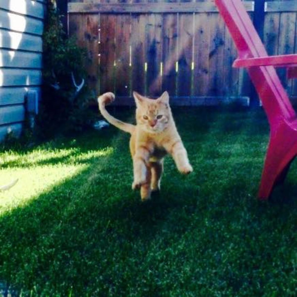 ginger cat jumping