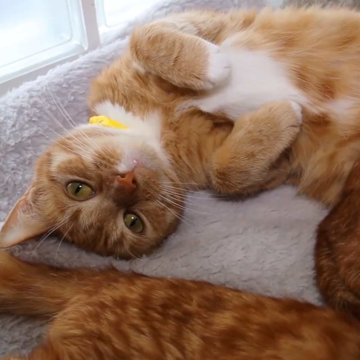 ginger cat lying on its back