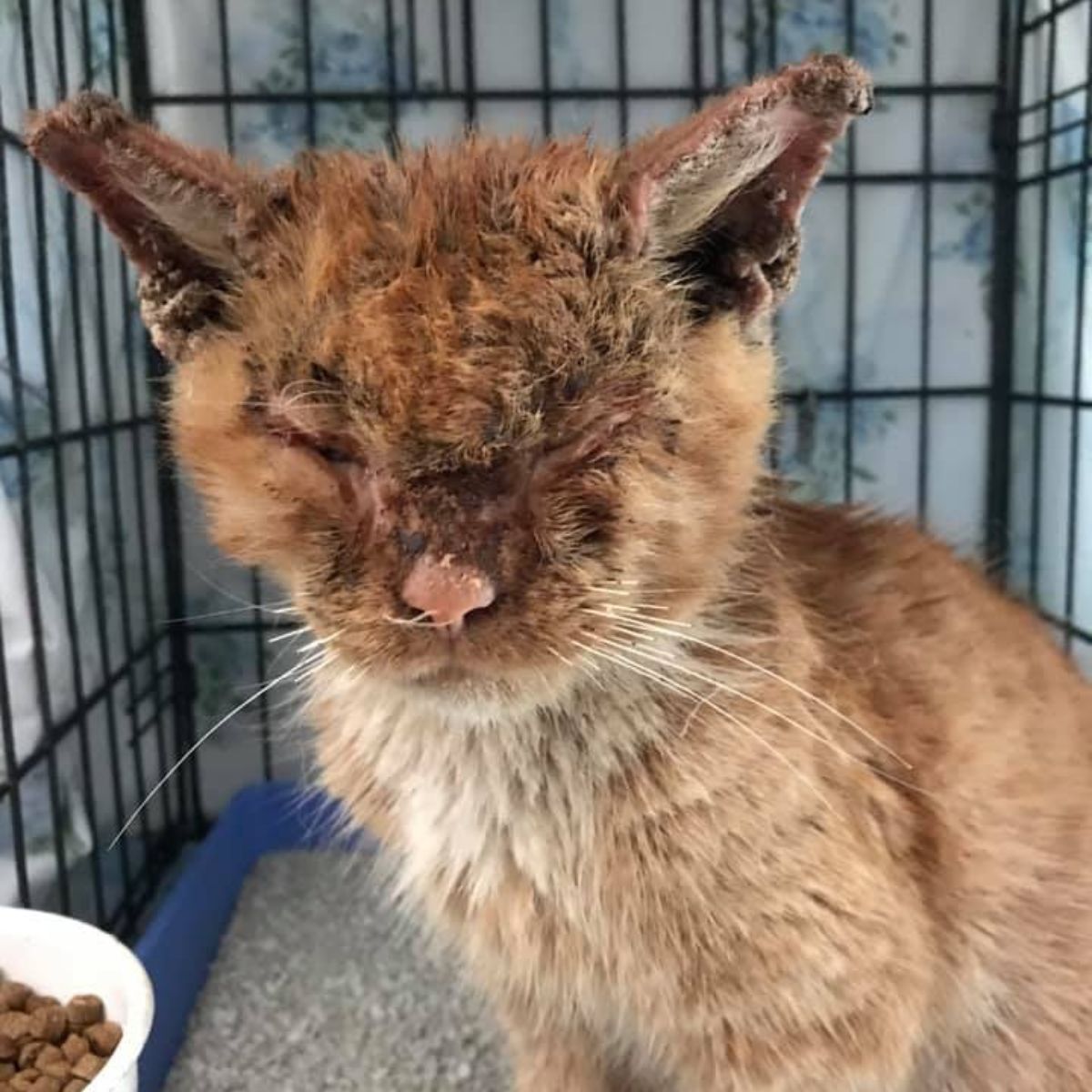 ginger cat with face injuries