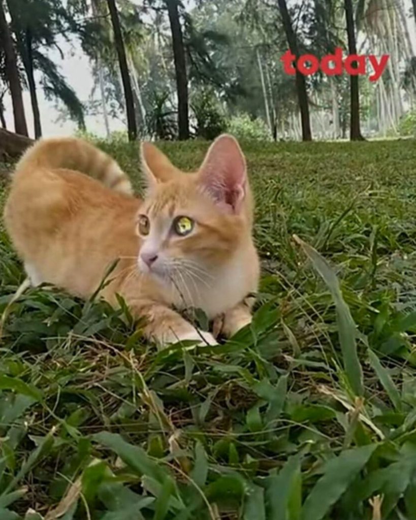 ginger kitten in grass