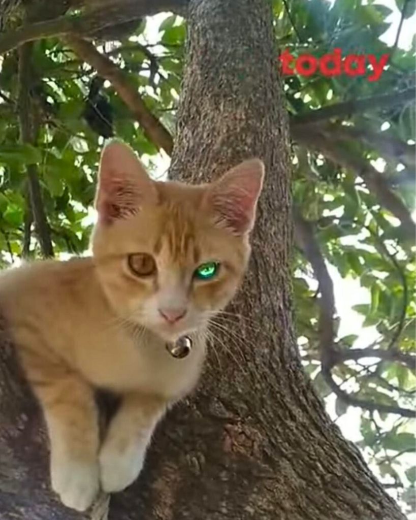 ginger kitten on a tree