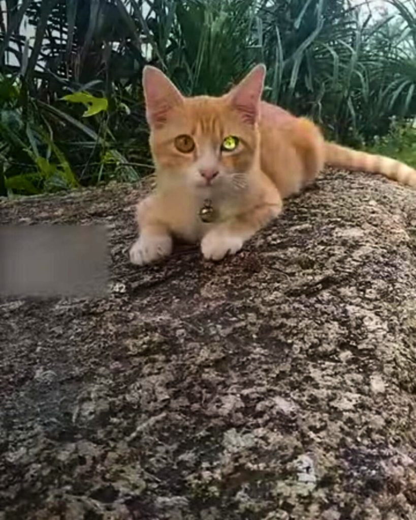 ginger kitty with diamond eye