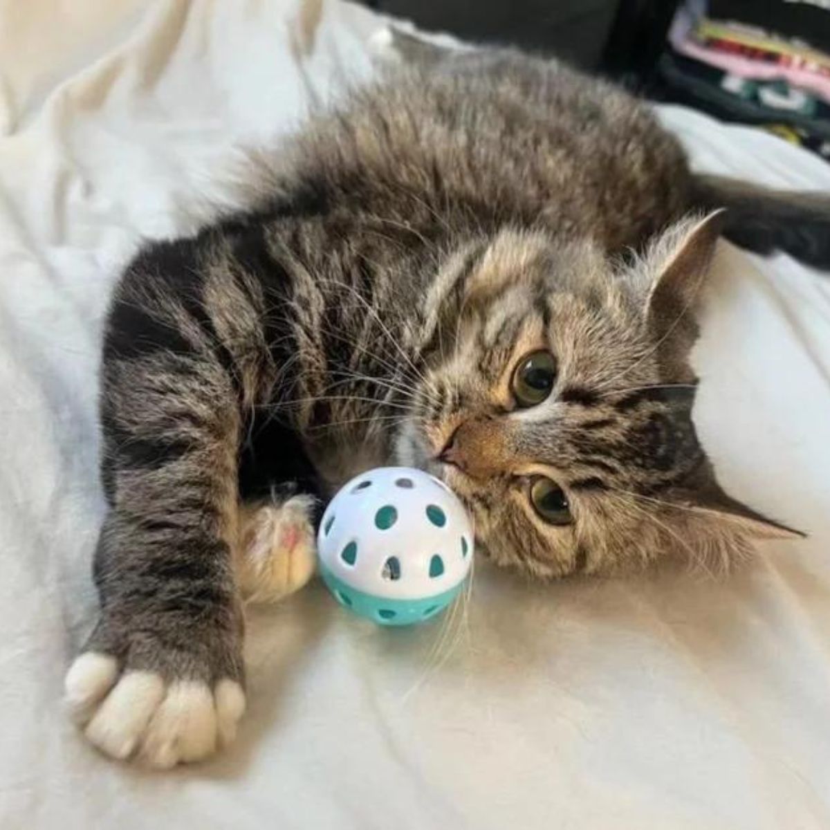 gray cat and ball