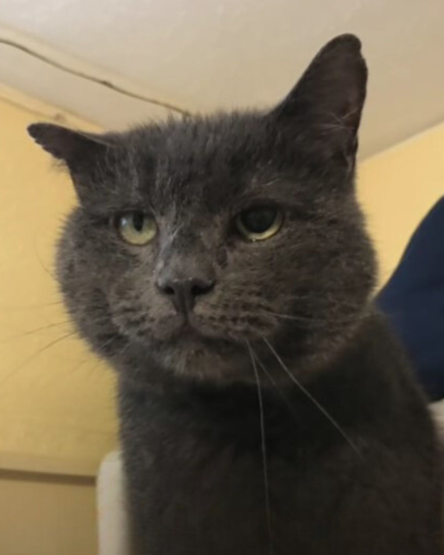 gray cat with leukemia