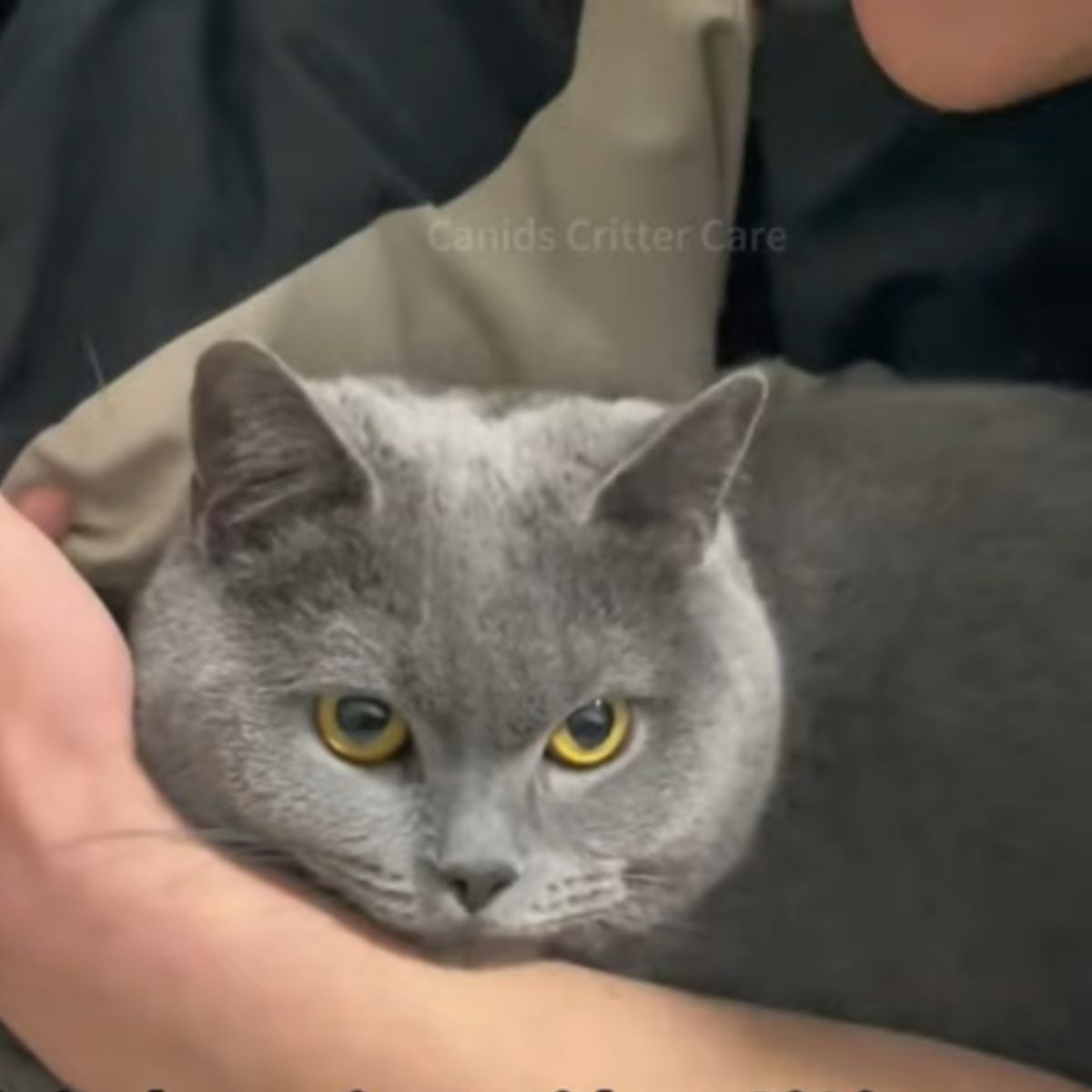 grey cat in mans hands