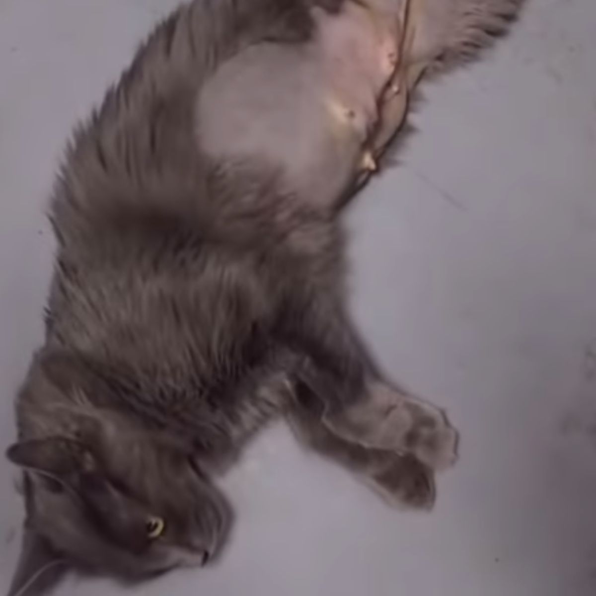 grey cat laying