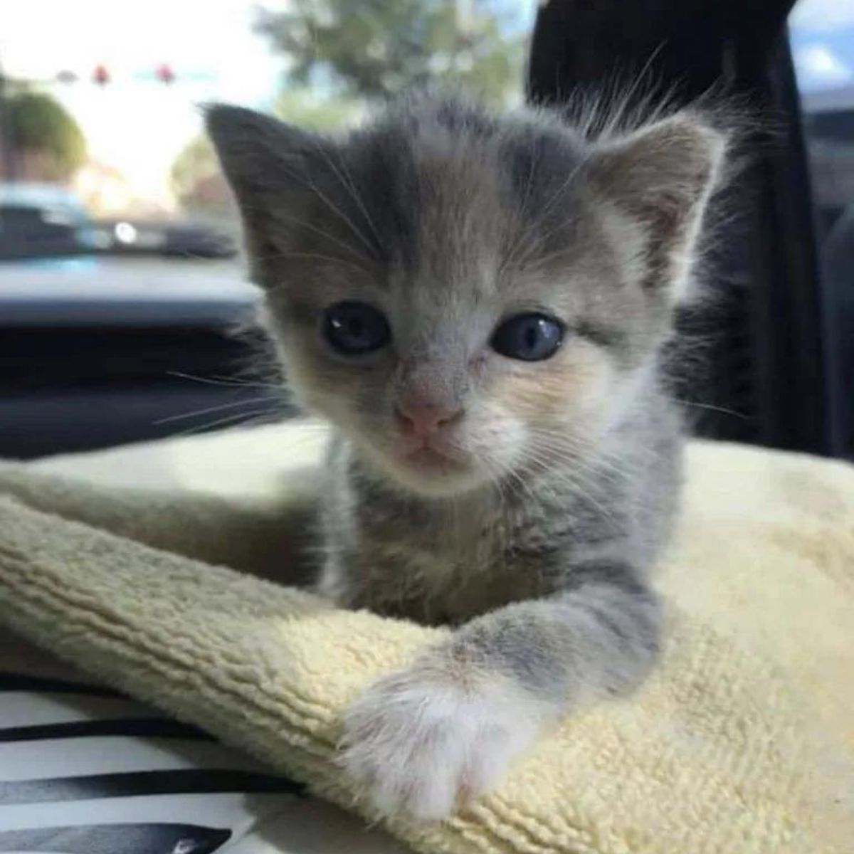 grey kitten laying in a car