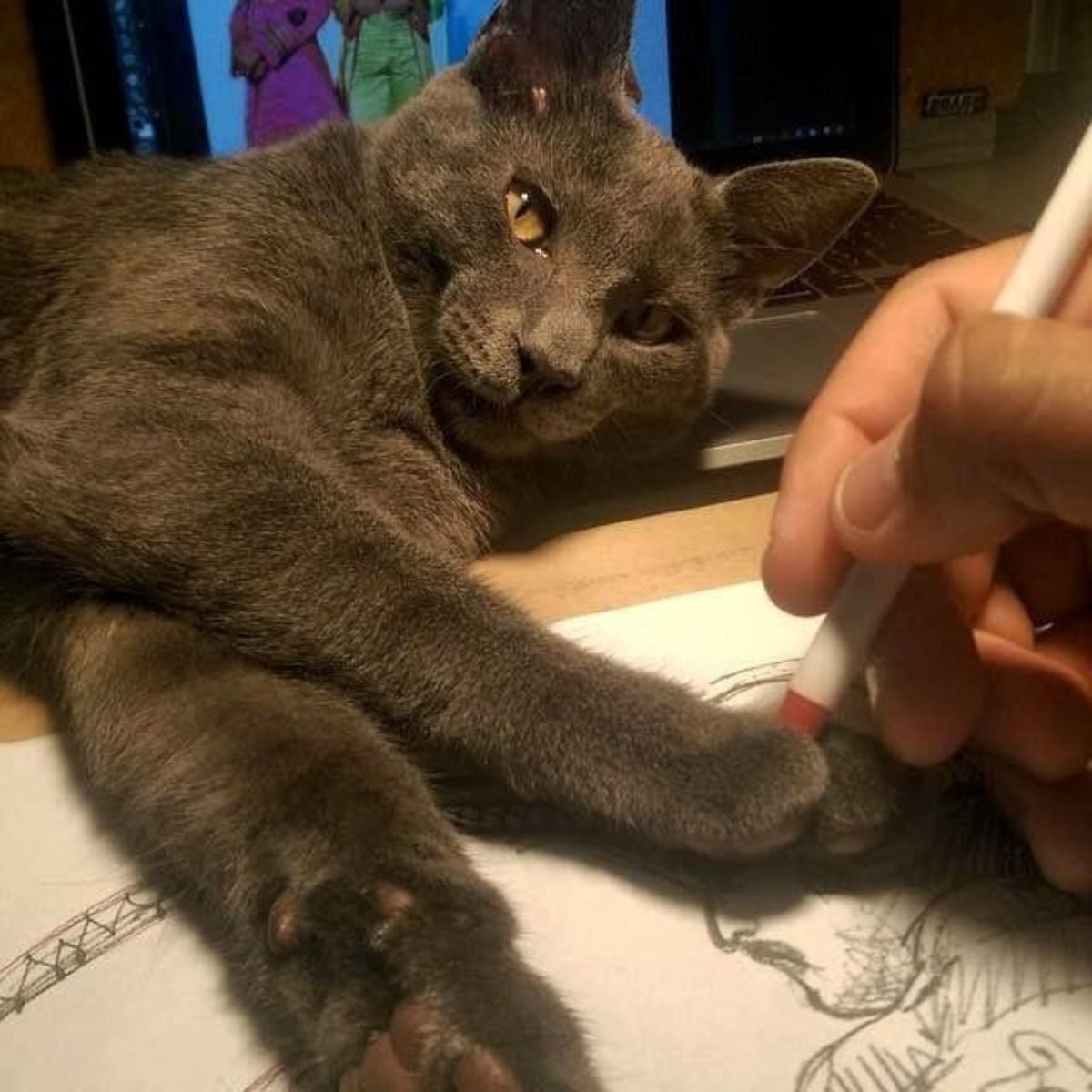 guy drawing and cat laying