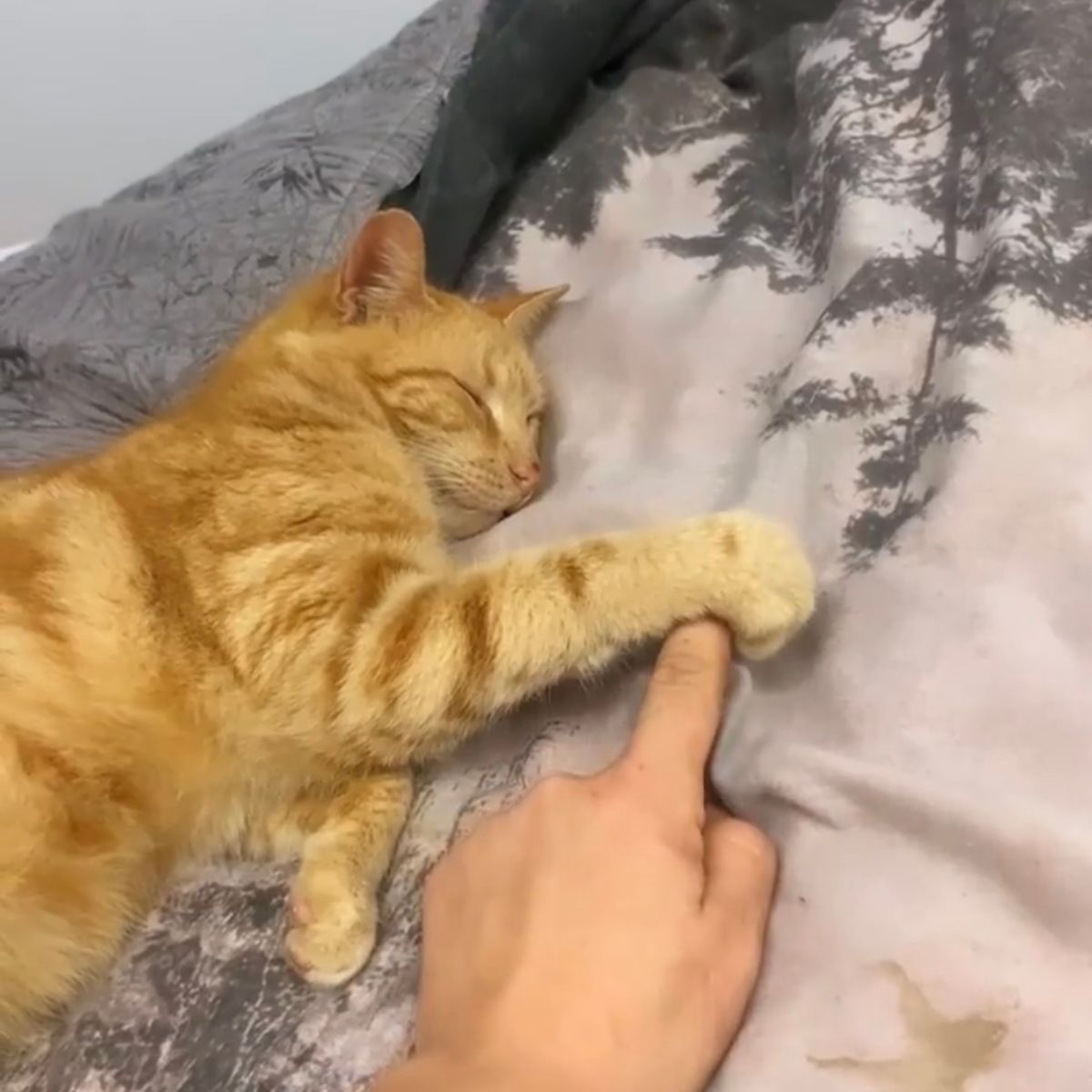 hand holding cat's paw