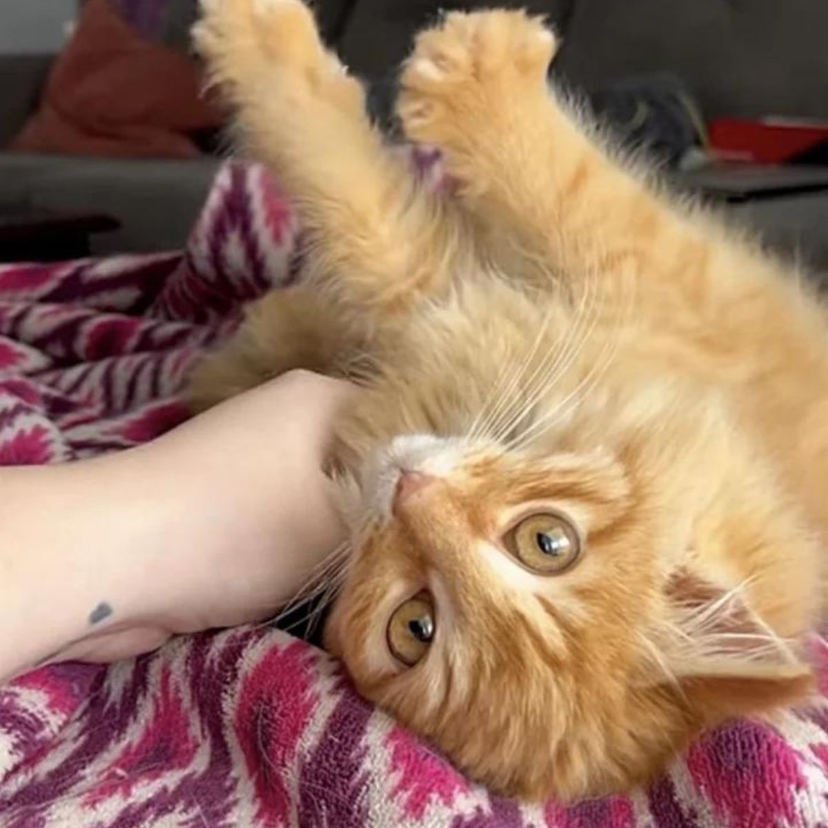 hand petting the kitten lying on its back