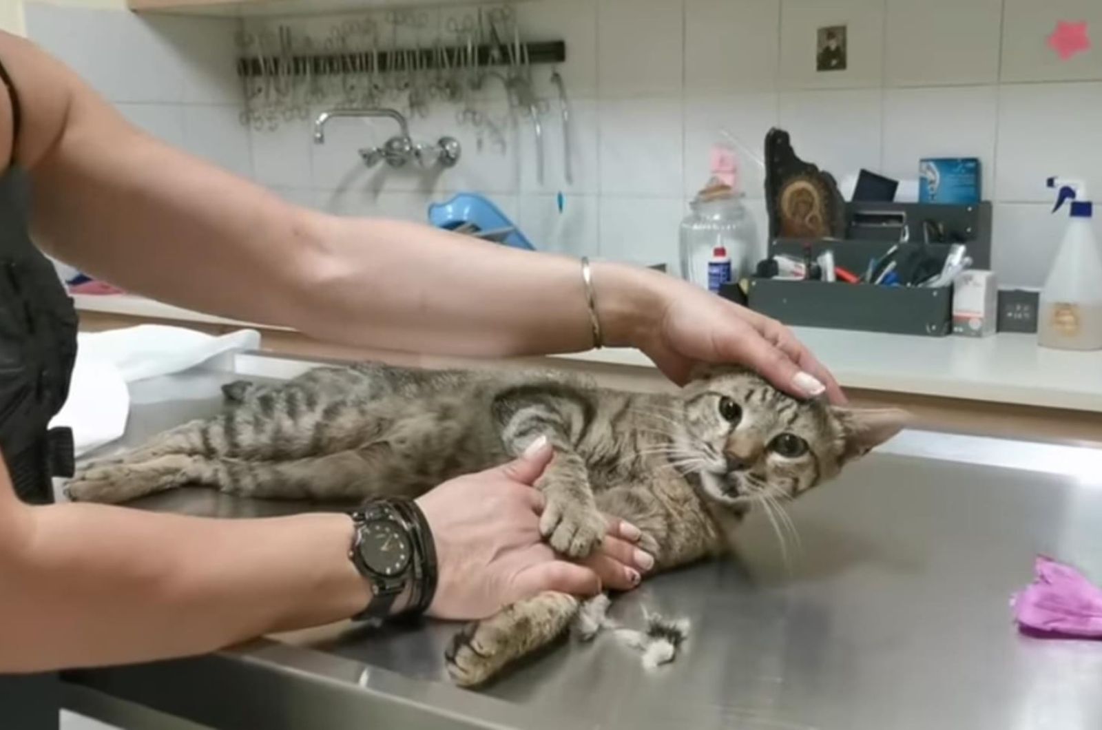 hands holding the cat while lying