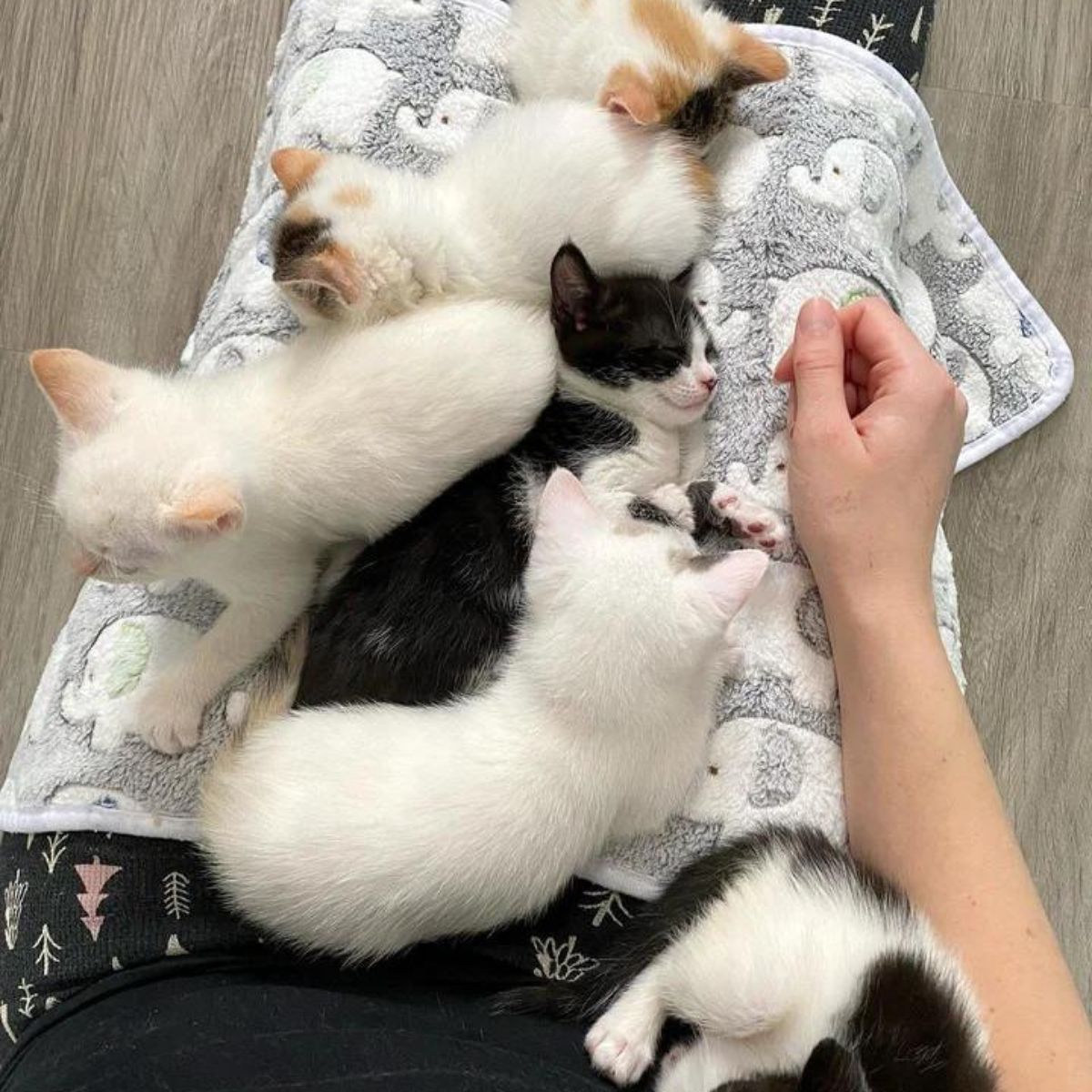 human helping with kittens