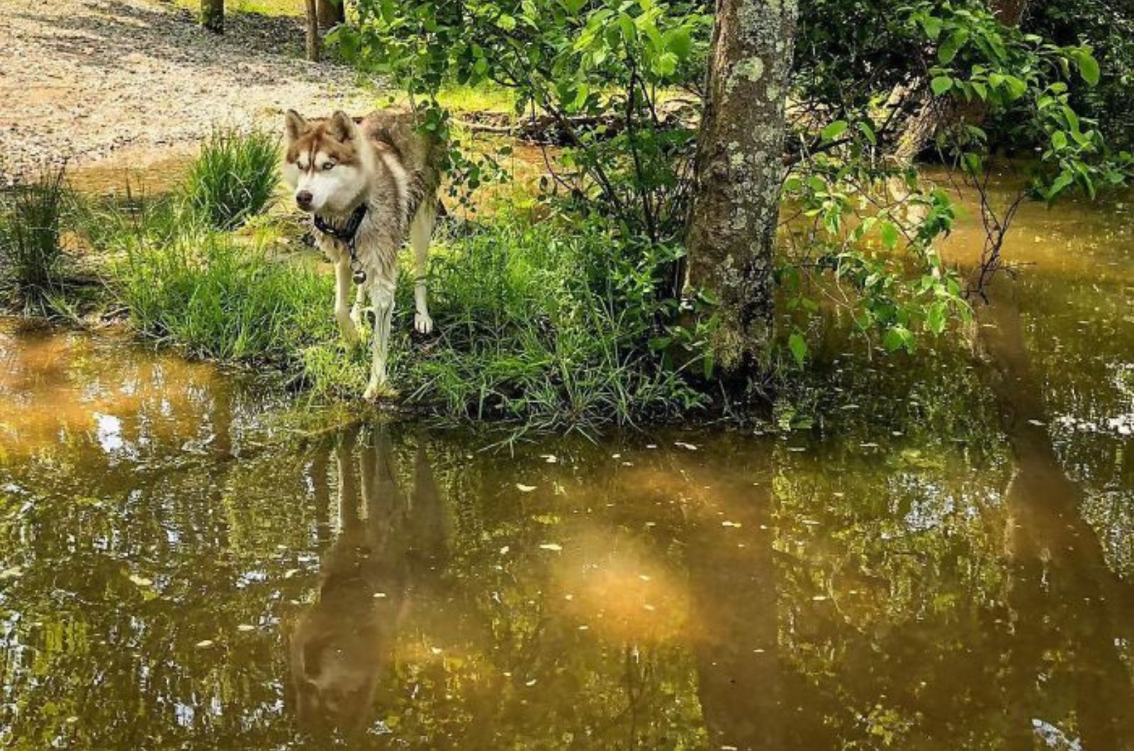 husky next to a pond