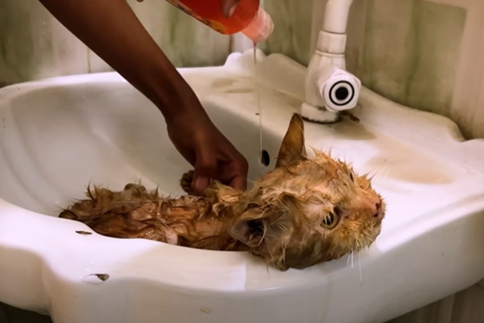 injured cat being bathed