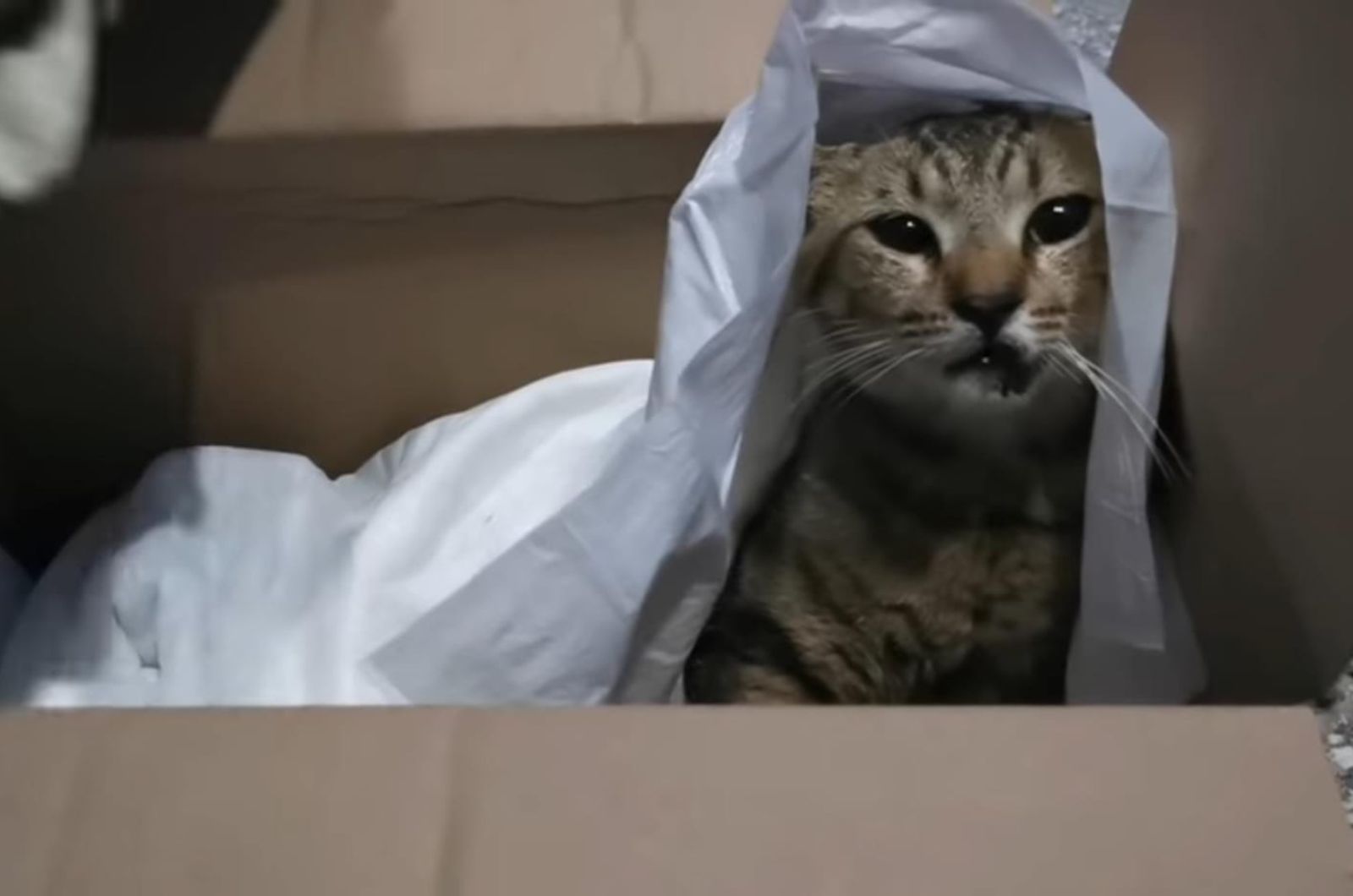 injured cat covered in a box