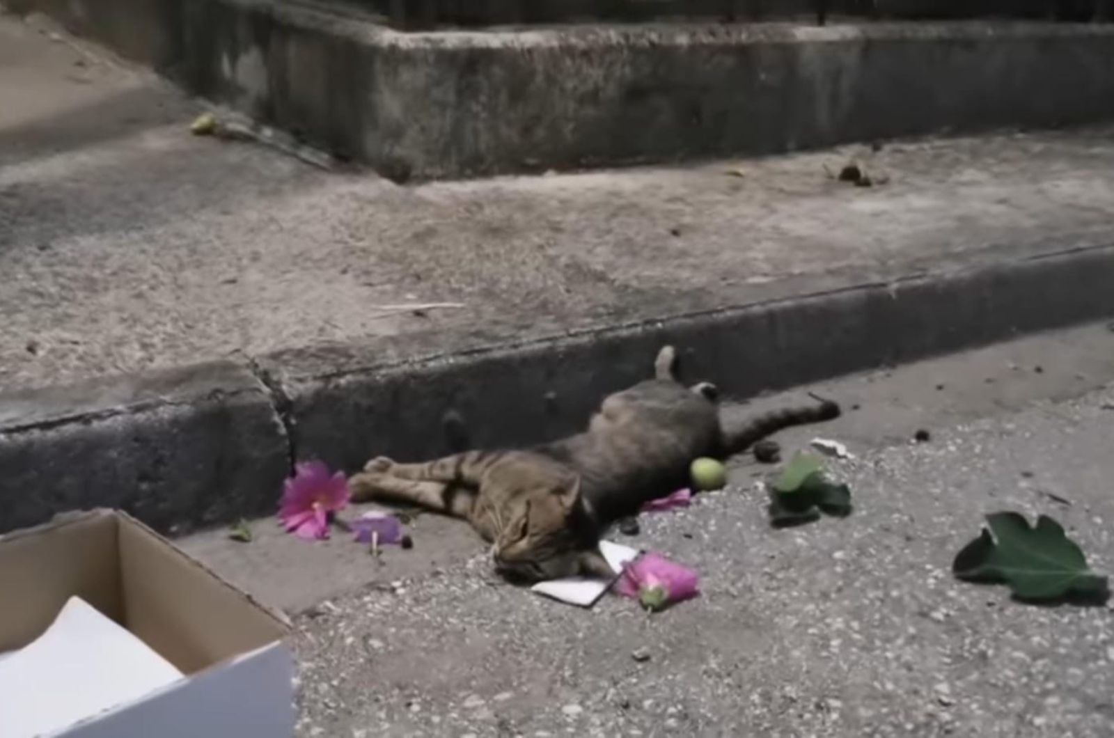 injured cat lying on the road
