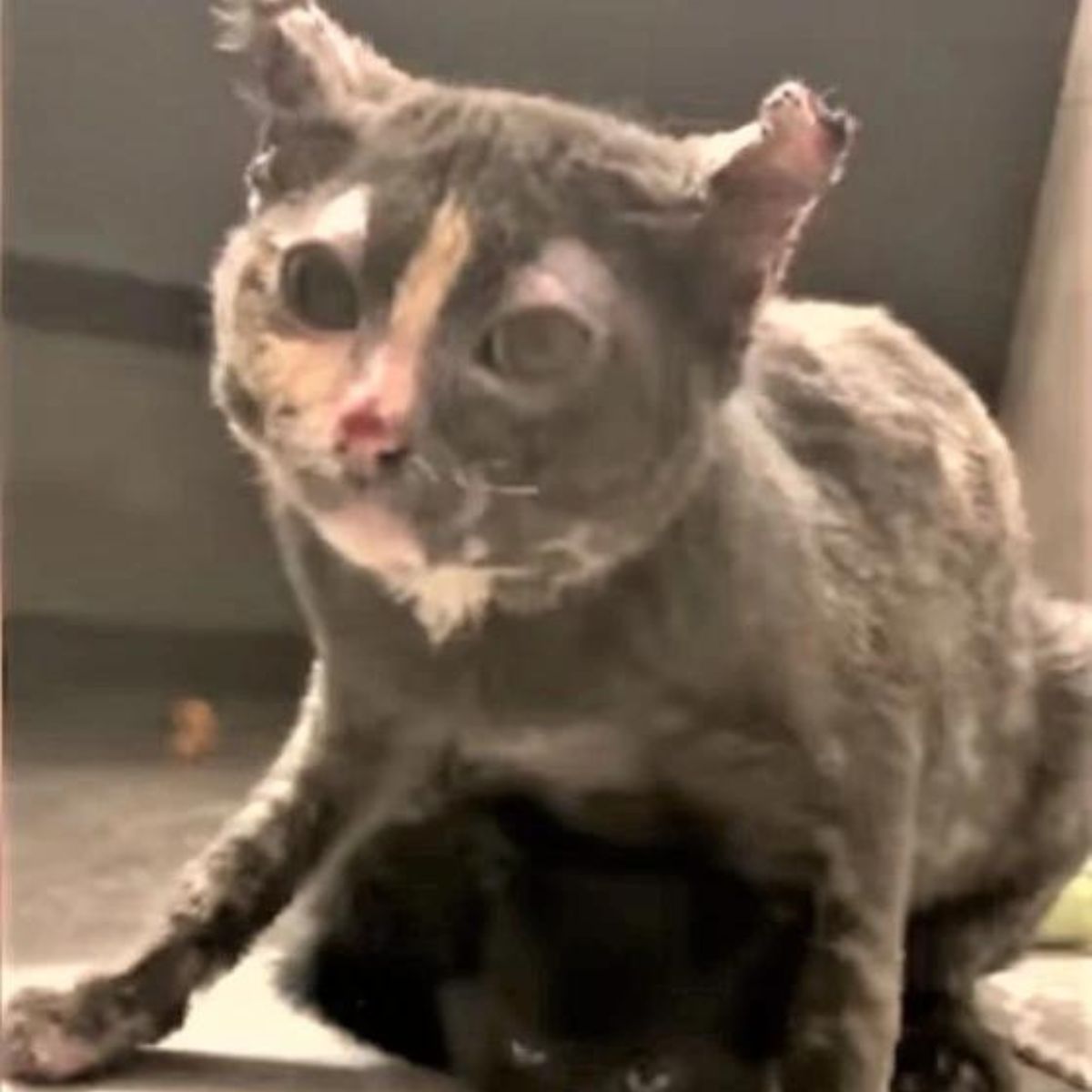 injured mother cat