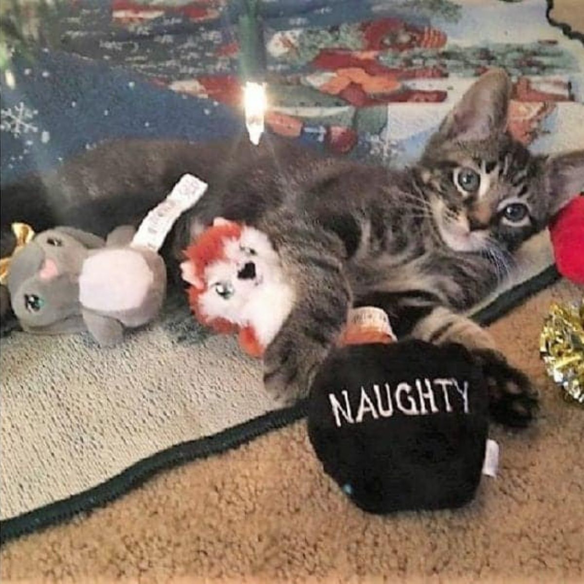 kitten and toys