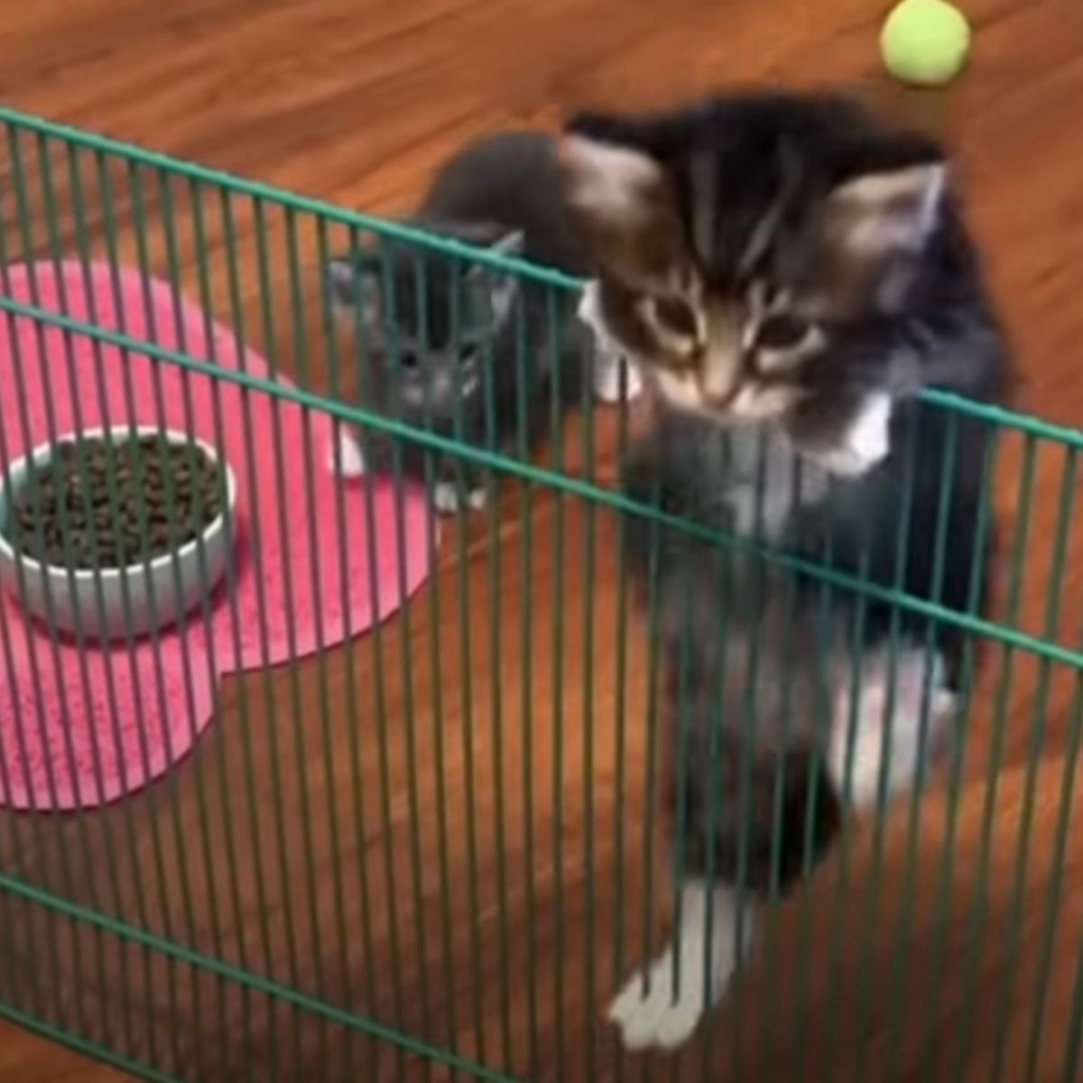 kitten climbing the gate