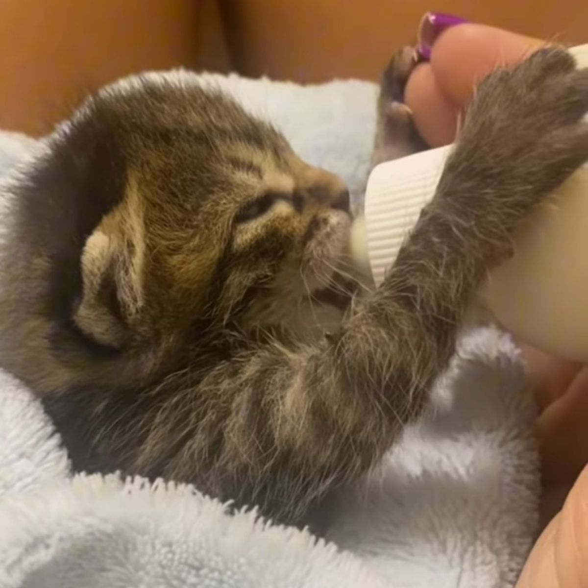 kitten drinking from a bottle