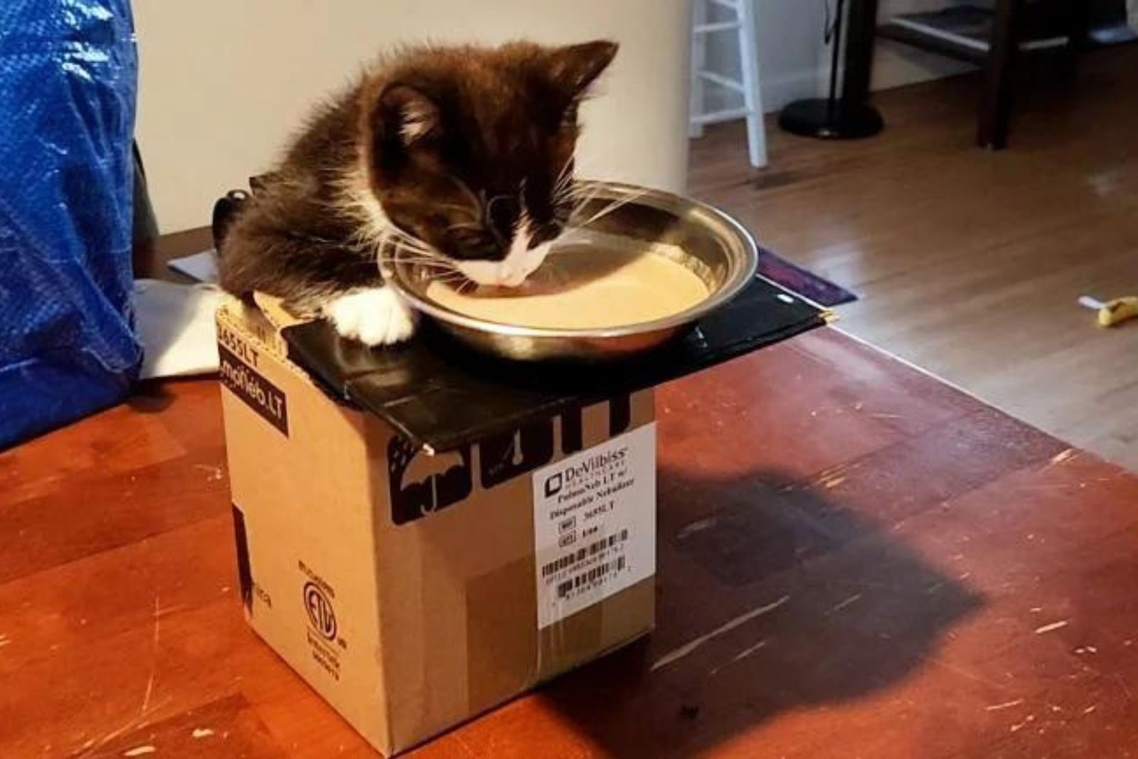 kitten eating from a bowl