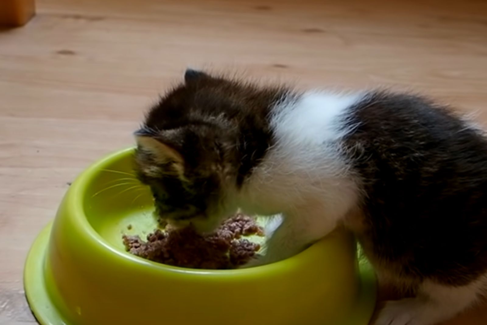 kitten eats food