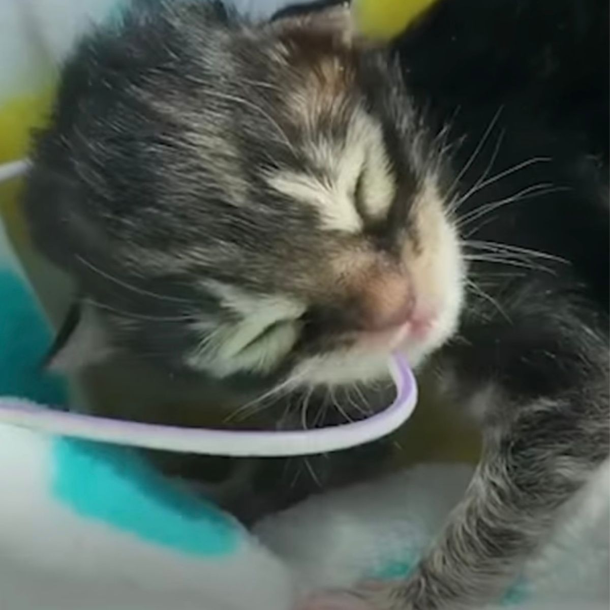 kitten fed with a tube