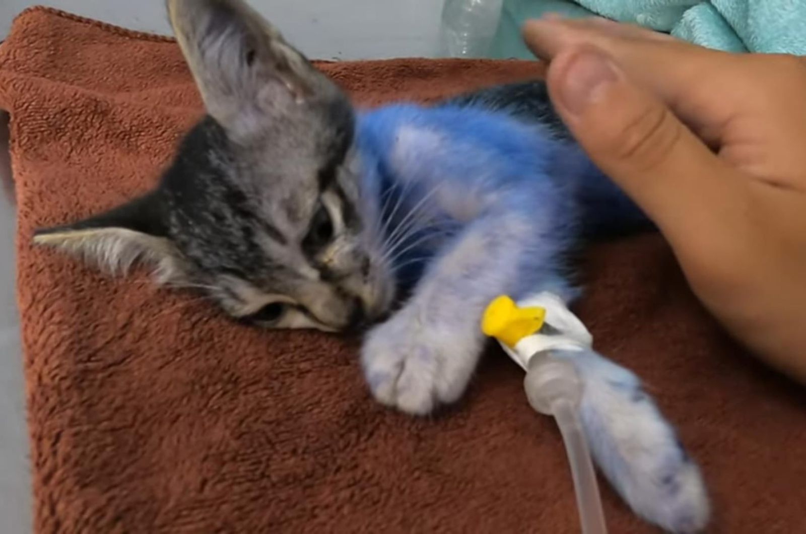 kitten getting an ivf