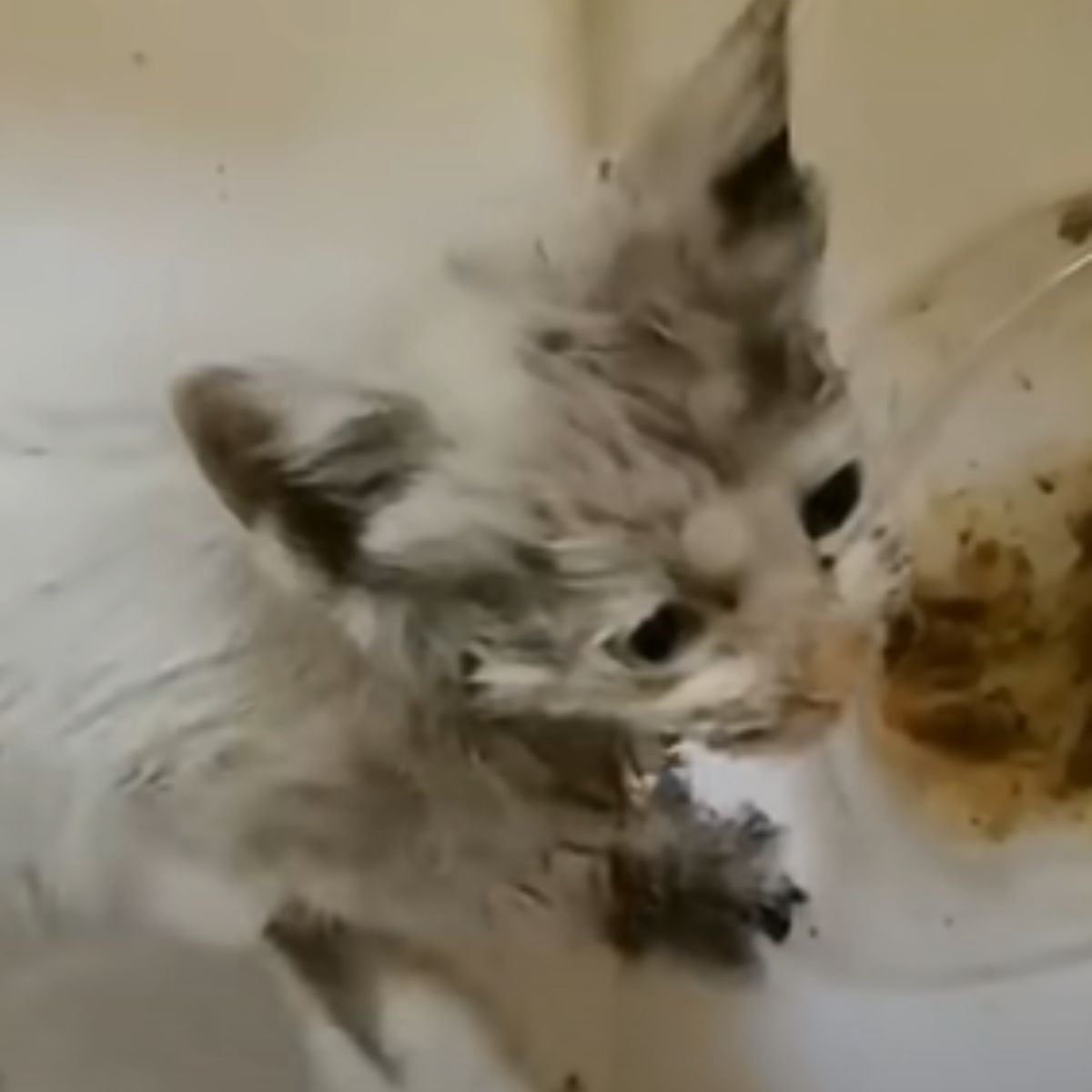 kitten getting cleaned
