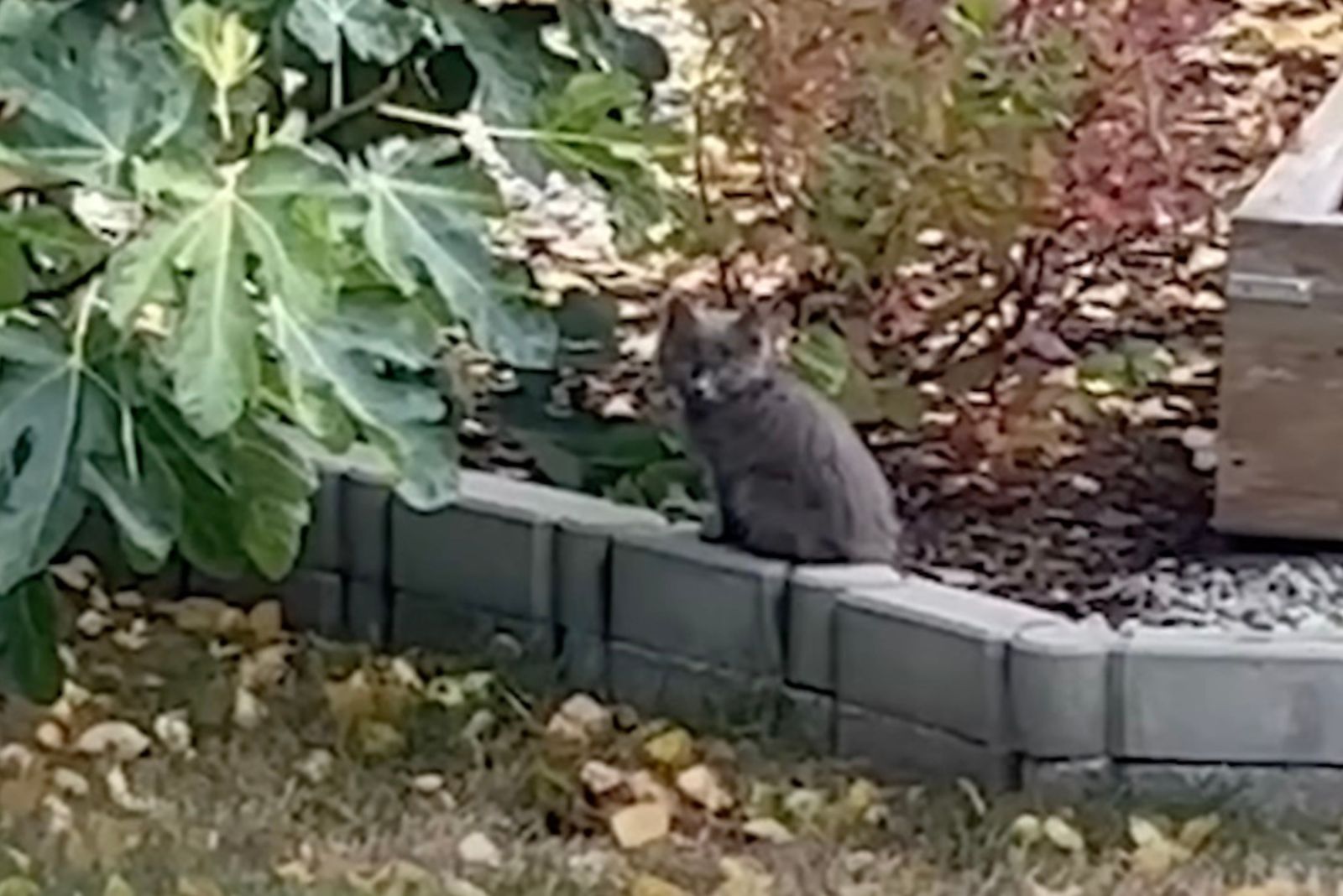 kitten in yard