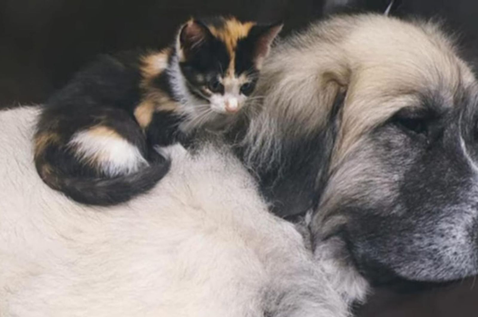 kitten laying on a dog