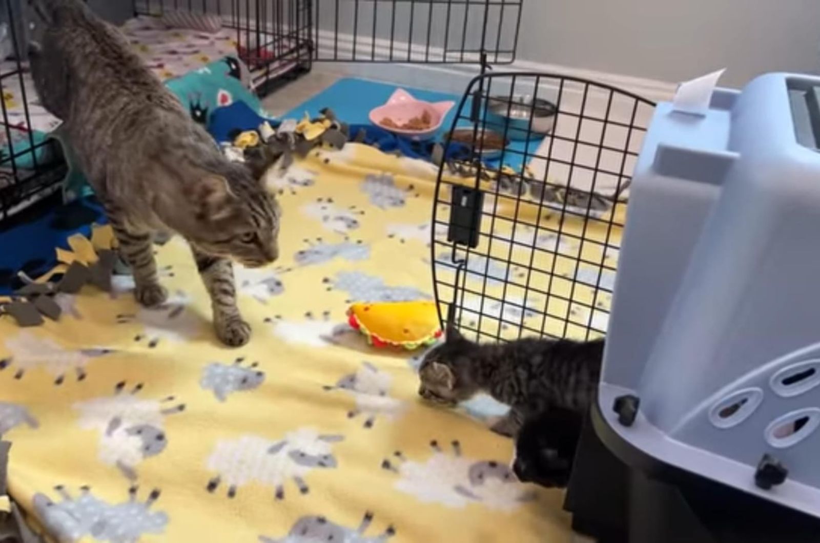 kitten leaving cage