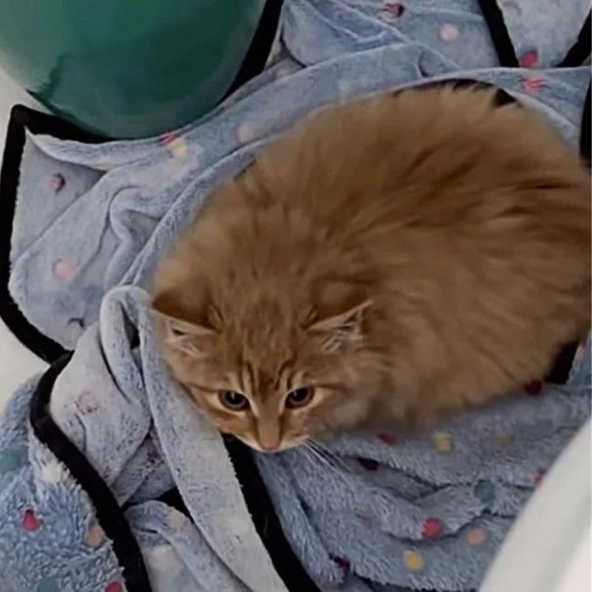 kitten lying on a towel