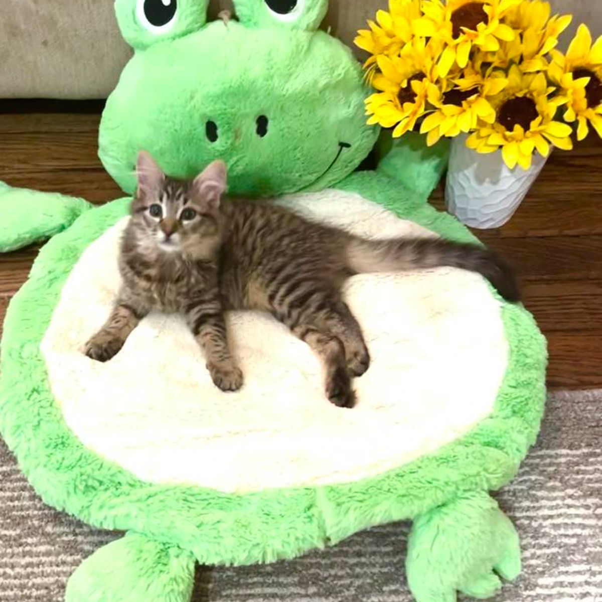 kitten lying on frog pillow