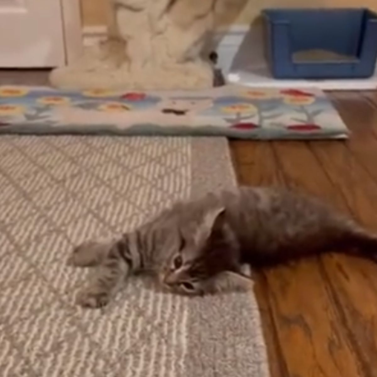 kitten lying on the floor