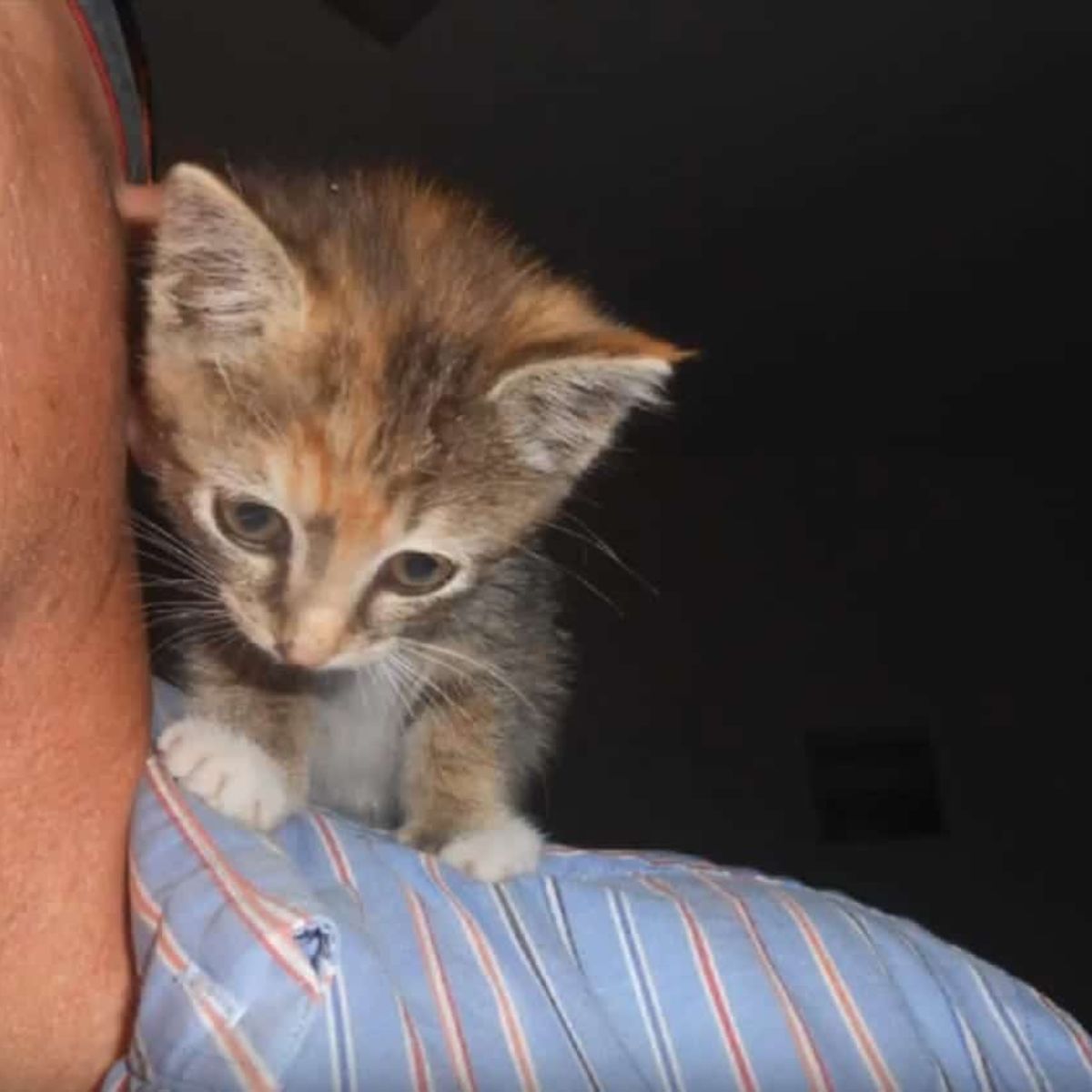 kitten on shoulder