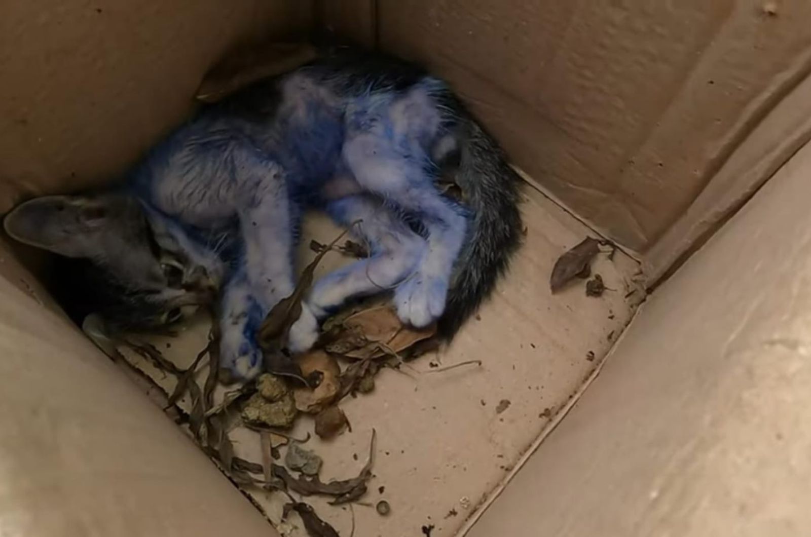 kitten painted blue lying in a box