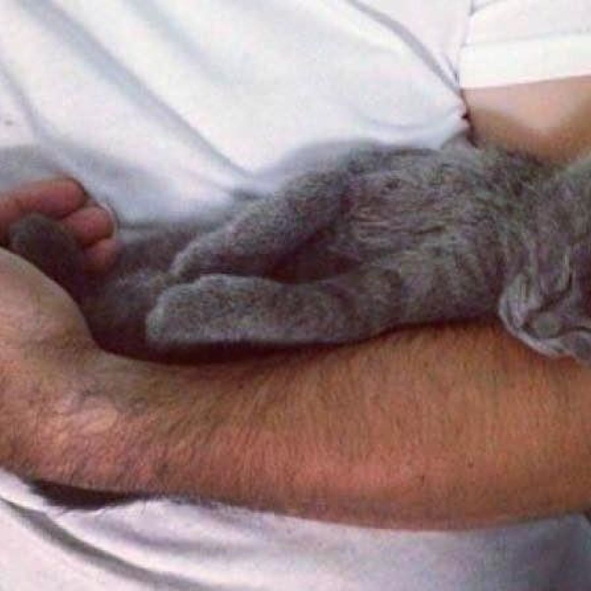 kitten sleeping next to a owner