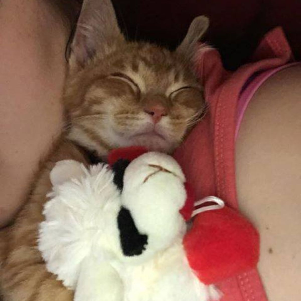 kitten sleeps with toy