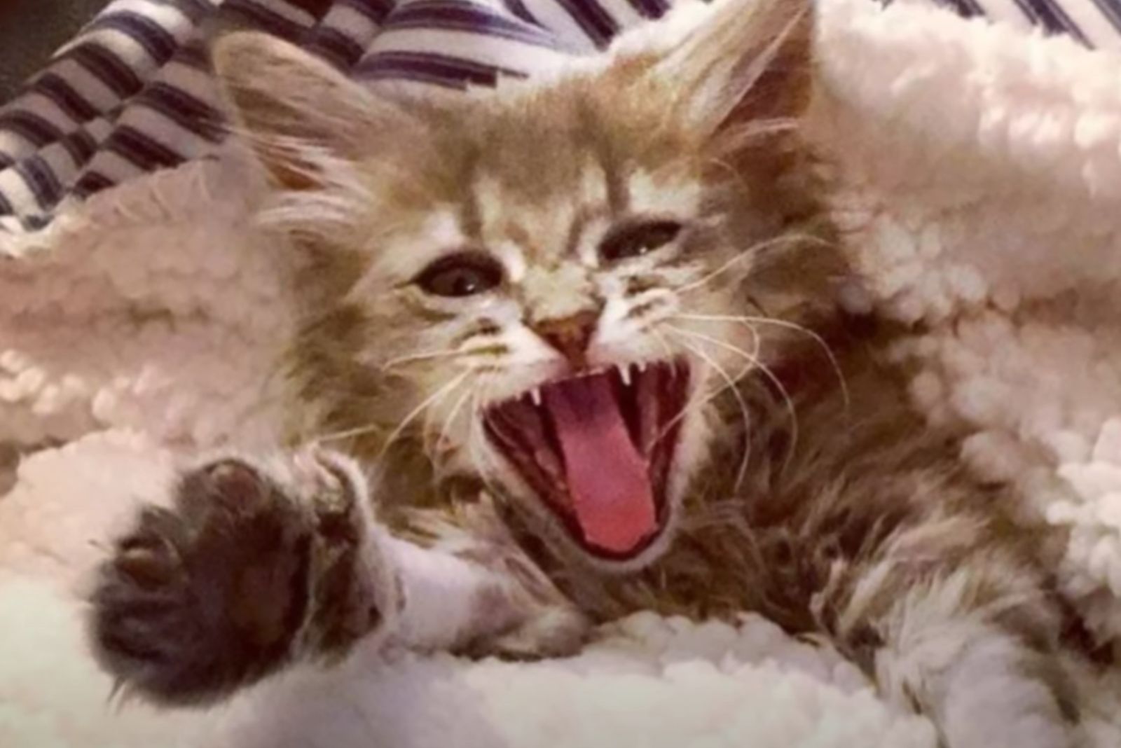 kitten with mouth wide open