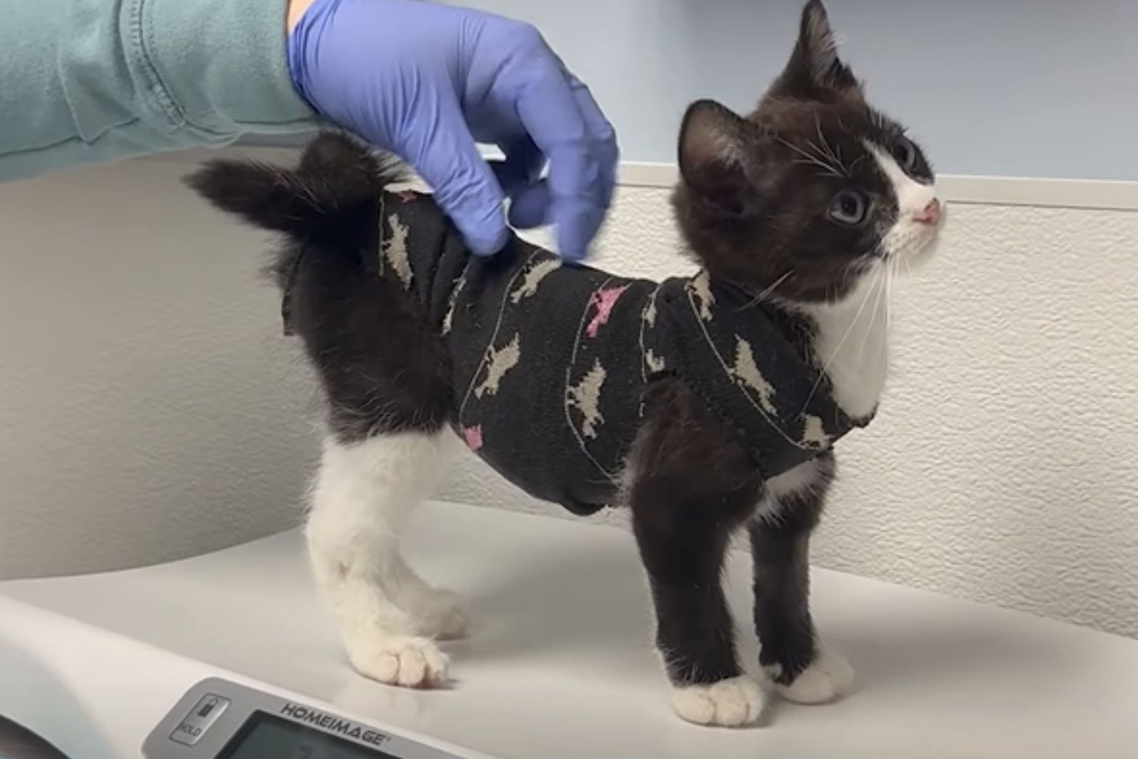 kitten wrapped after surgery