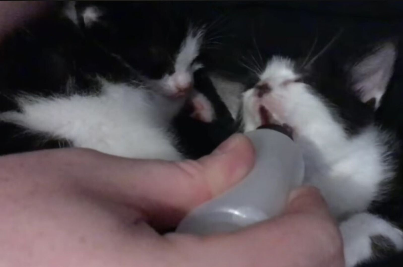 kittens fed with a bottle