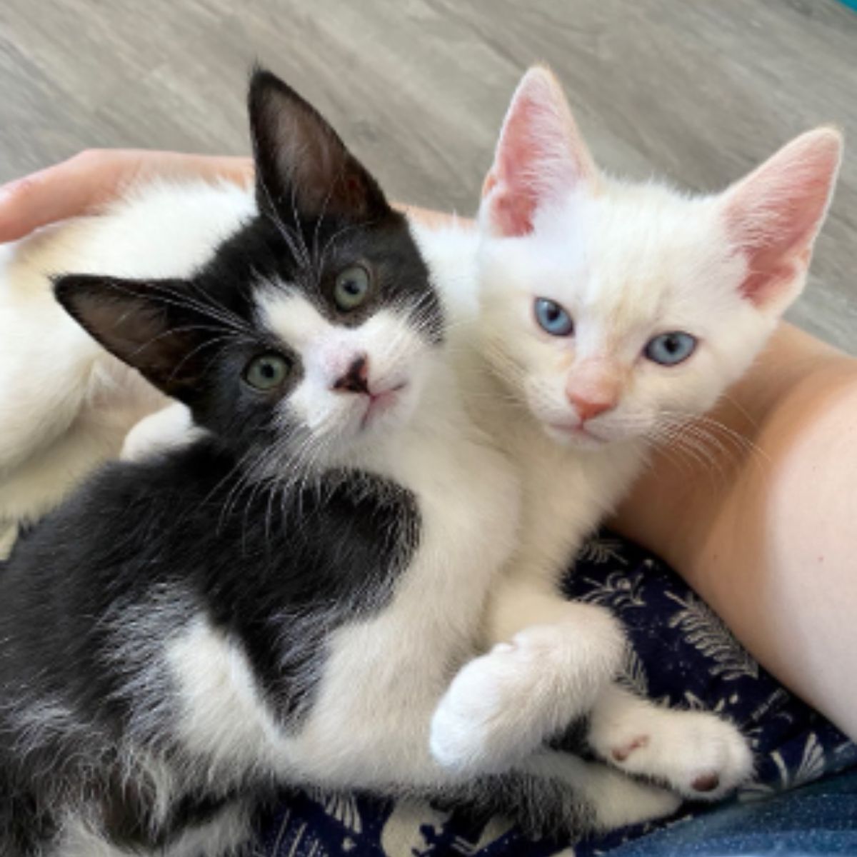 kittens in a lap