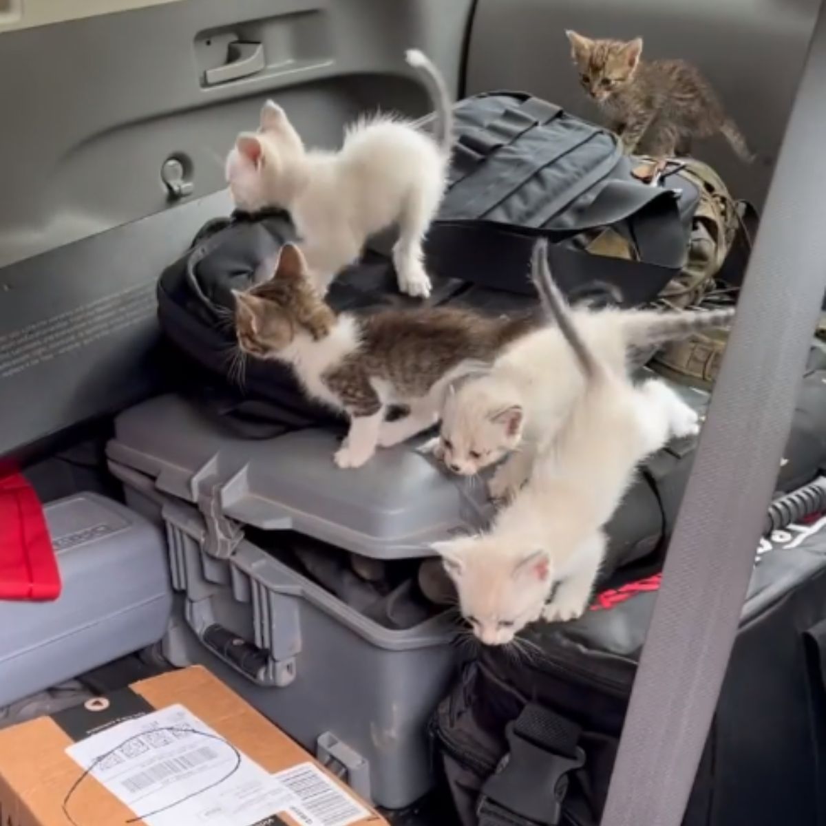 kittens in the back of a car
