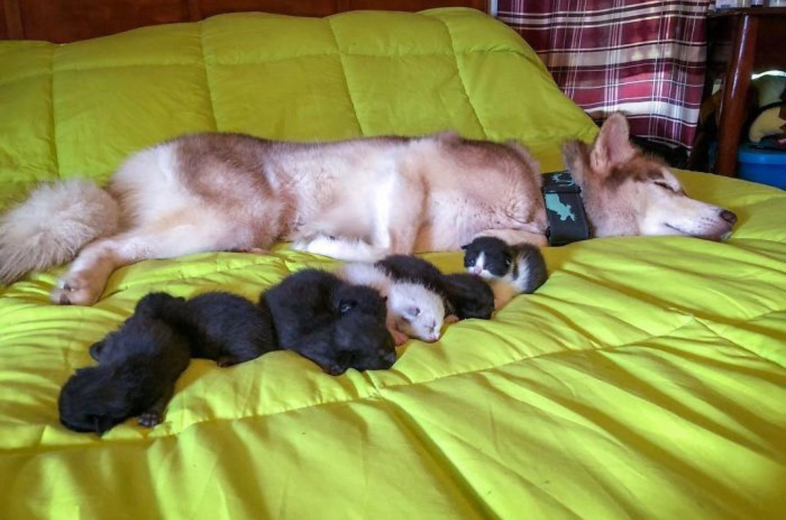 kittens lying next to a husky