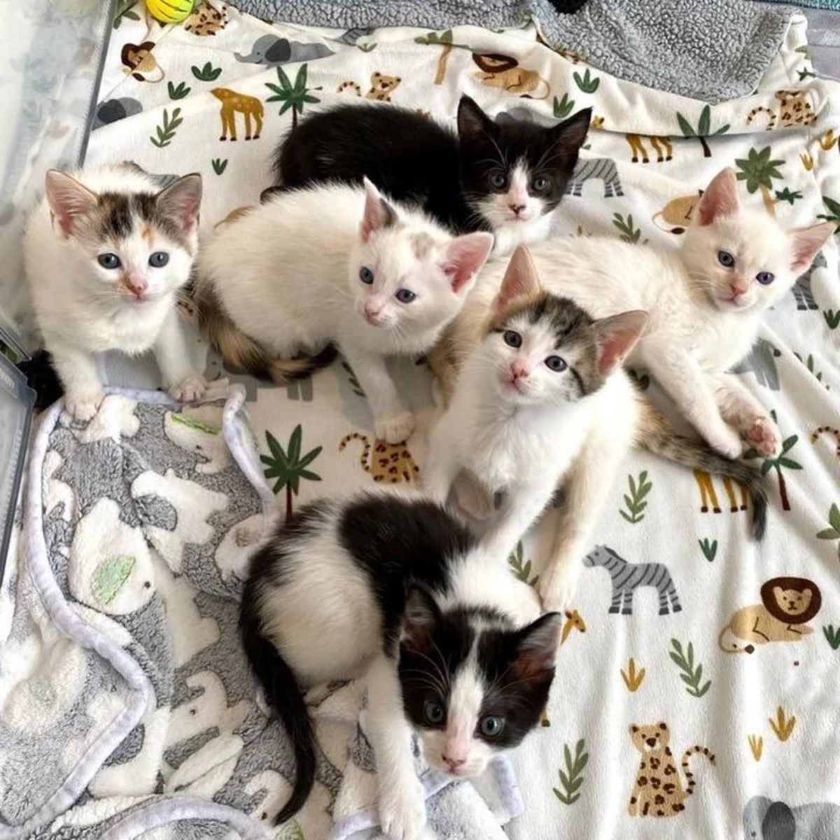 kittens on a blanket