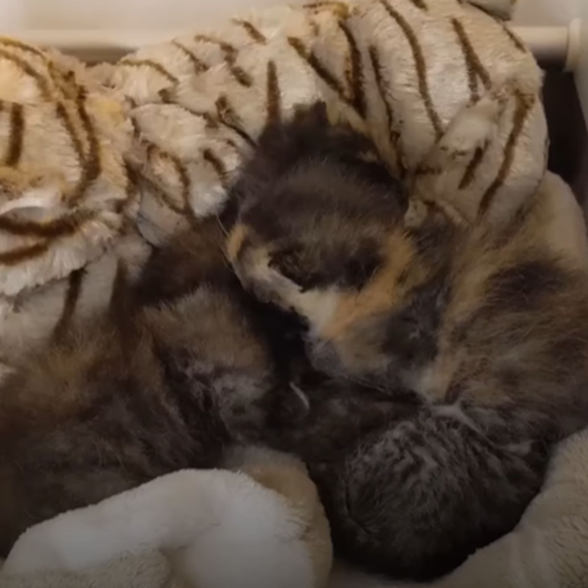 kittens sleeping on a blanket