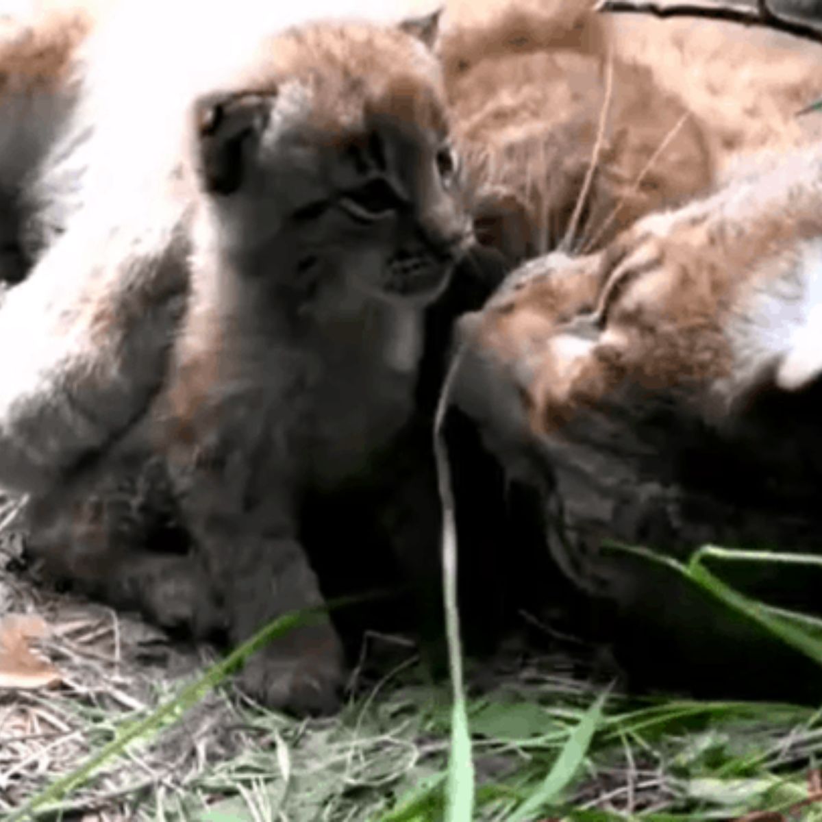 lynx cat and kitten