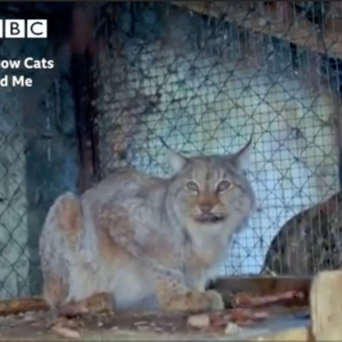 lynx cat in a cage
