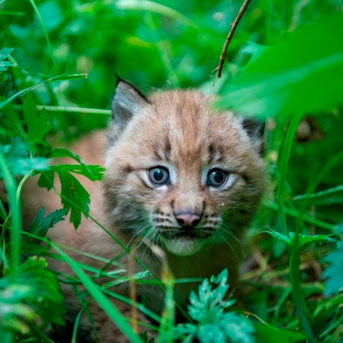 lynx kitten in nature